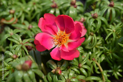Moss-rose purslane