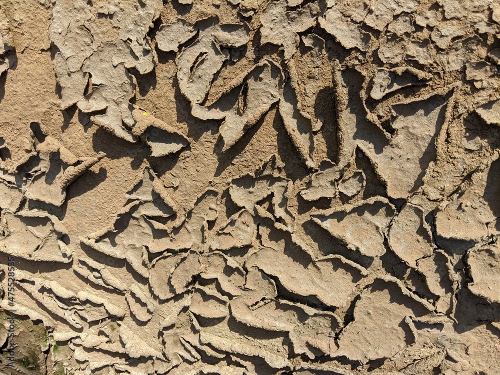 bark of a tree bark of a tree