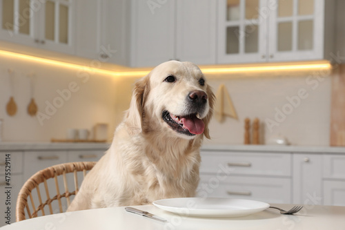 Fototapeta Naklejka Na Ścianę i Meble -  Cute hungry dog waiting for food at table with empty plate in kitchen