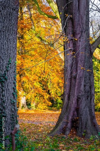 autumn in the park