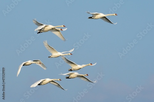 A flock of mute swans in fast flight. Flying with spread wings. Side view, closeup.  Genus species Cygnus olor.