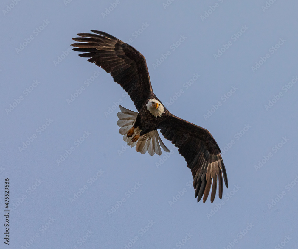 Eagle flying with spread wings at Lake Coeur d'Alene Idaho Eagle flying with spread wings at Lake Coeur d'Alene Idaho