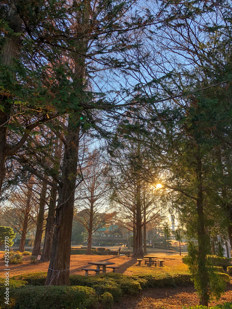 View of a park with metasequoia trees in winter at sunset, Tochigi, Japan