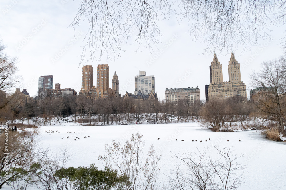 Central Park in the winter, after a snow storm and the frozen lake with ducks walking on the surface. View of upper west side buildings.