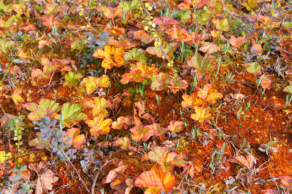 Nationalpark Hamra in Schweden im Herbst Nationalpark Hamra in Schweden im Herbst