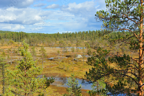 Nationalpark Hamra in Schweden im Herbst photo