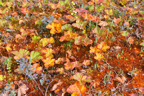 Nationalpark Hamra in Schweden im Herbst photo
