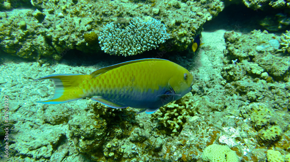 corl reef fish