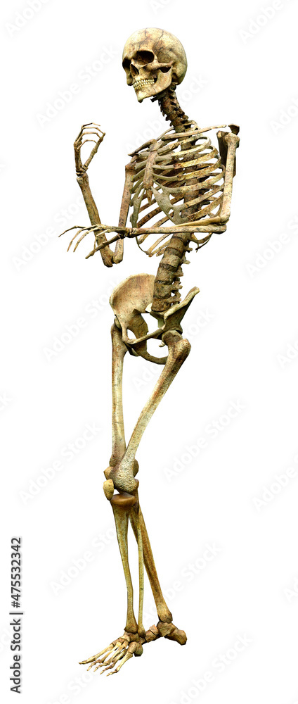 3D Rendering Human Skeleton on White 3D Rendering Human Skeleton on White