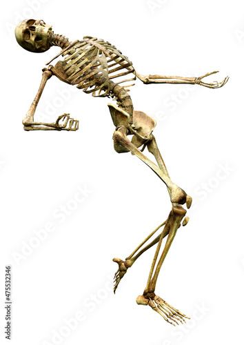 3D Rendering Human Skeleton on White photo