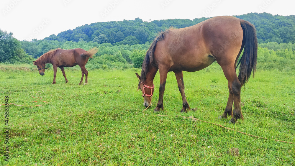 two brown horses grazing in nature two brown horses grazing in nature