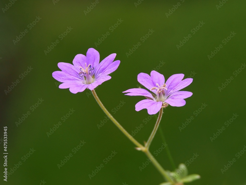 Fototapeta premium purple small flowers Geranium molle wild plant