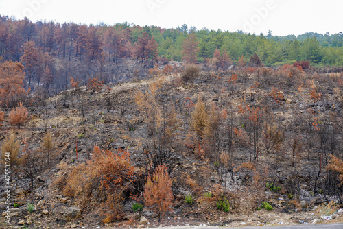 Forest fire. forest fire in turkey, burnt pine trees 