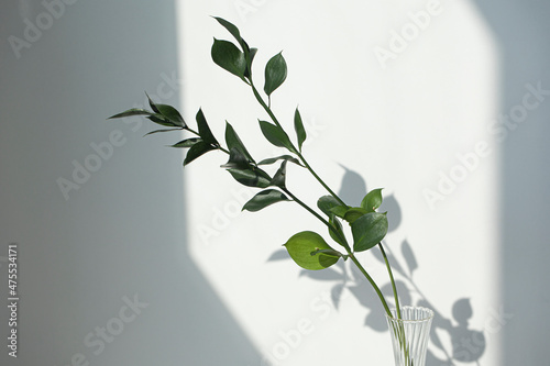 Twig with green leaves of ruscus isolated. photo