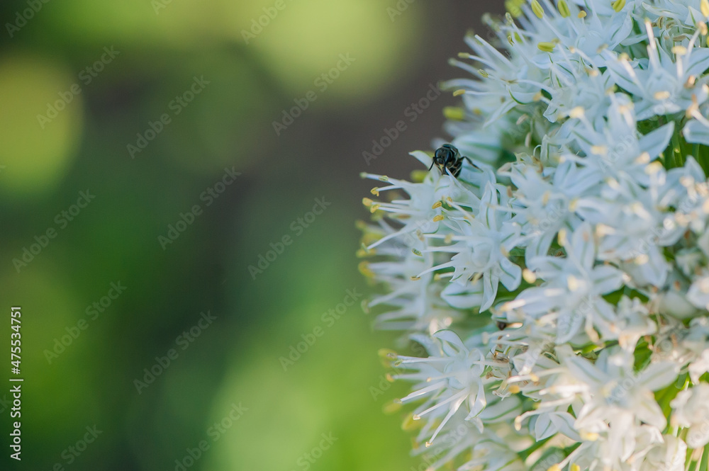 White and Yellow Flower with Bug Bee Wasp Pollinating Pollen White Sun Green Background Close Up Shot Macro Photography White and Yellow Flower with Bug Bee Wasp Pollinating Pollen White Sun Green Background Close Up Shot Macro Photography