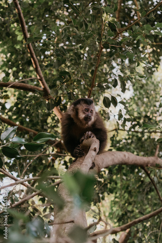 brown nail monkey on a tree in Brazil