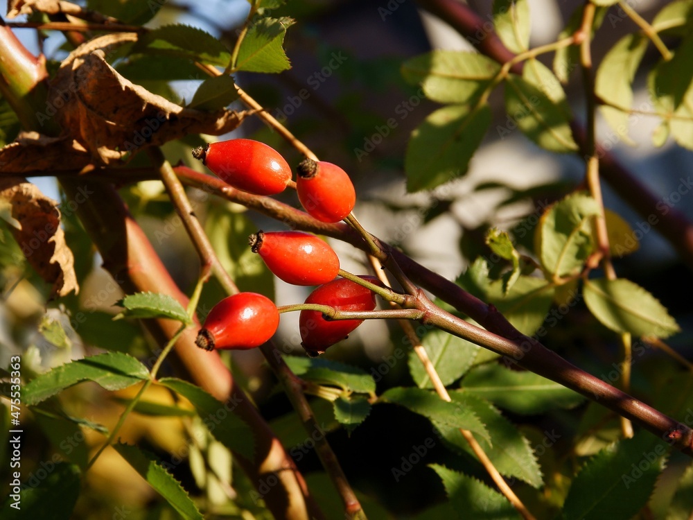 red,edible and healthy fruits of wild rose close up