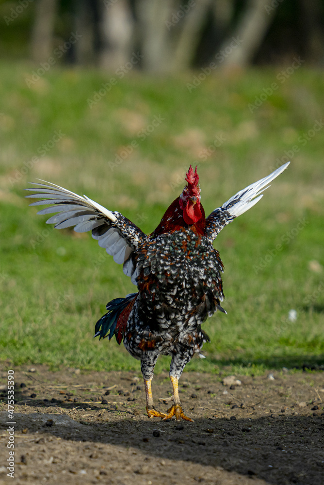 Ταπετσαρία Vertical shot of a rooster flapping its wings on a sunny day