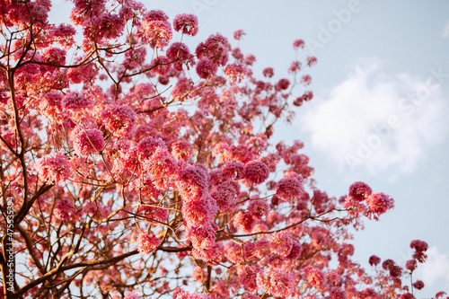 Bild auf Leinwand blossom ipês in spring