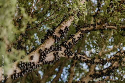 Jabuticaba fruit tree with fruits in Brazil