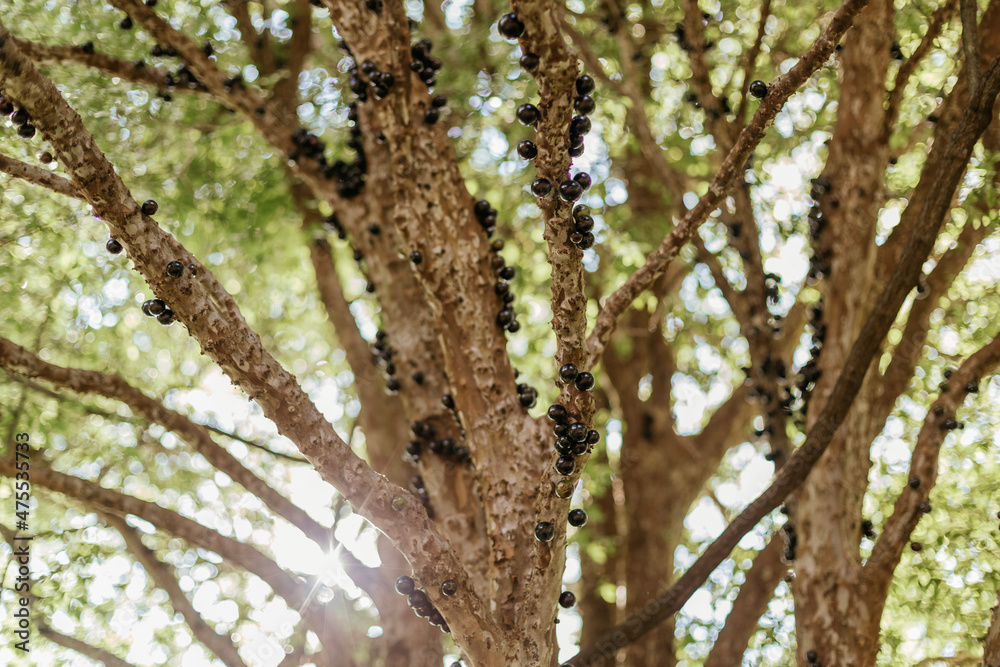 Jabuticaba fruit tree with fruits in Brazil Jabuticaba fruit tree with fruits in Brazil