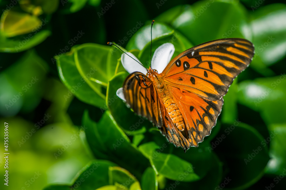 Naklejka premium A Closeup Macro Photography Shot of a Monarch Butterfly Orange Green Background Insect Beautiful Pollinating a Flower Good for the Earth