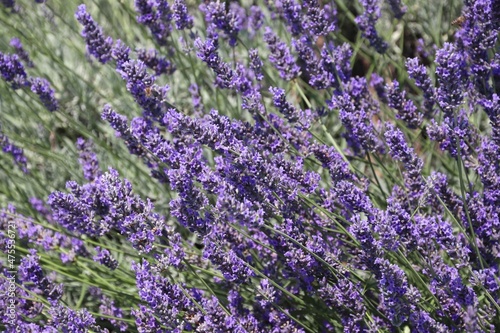Lavender flower background in Croatia