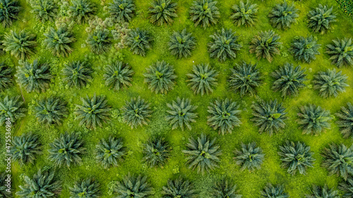 high angle view of oil palm plantation planted in an orderly manner