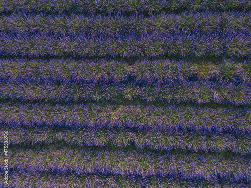 lavender field close up