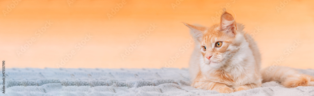 Cat Copy Space Background In Calming Coral Color Colour. Young Red Maine Coon Cat Lying On Sofa. Coon Cat, Maine Cat, Maine Shag. Amazing Pets Pet. Portrait On Backdrop In Yellow Light Orange Colors