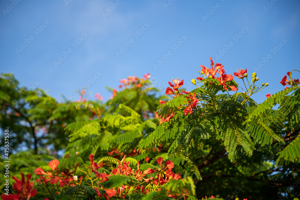 Tropical flower in the field, natural green vegetation, beautiful summer day landscape