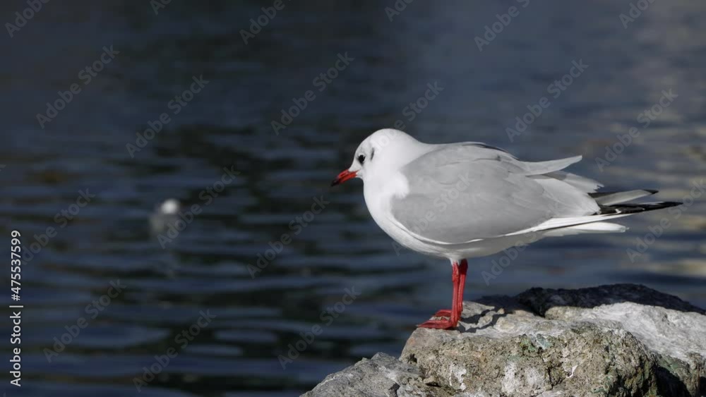 Side view of a white seagull standing on the coast rock next to the sea Side view of a white seagull standing on the coast rock next to the sea