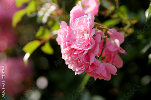 Roses in the garden. Pink roses and natural background. Background image.