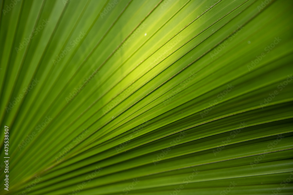 green vegetation in the forest, beautiful green landscape in summer day