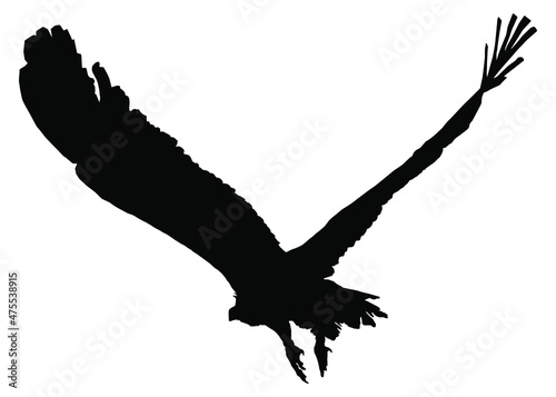 Silhouette of a vulture or eagle in flight, isolated on a white background. Vector illustration.