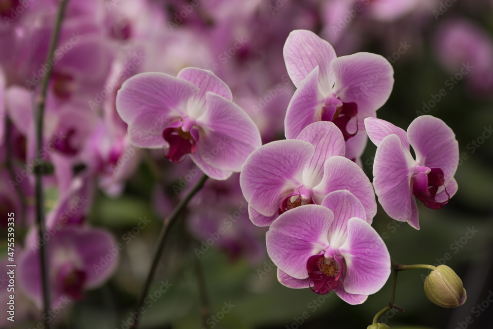 Beautiful pink orchid branch with flowers and buds on the bokeh background in close-up. Beautiful pink orchid branch with flowers and buds on the bokeh background in close-up.