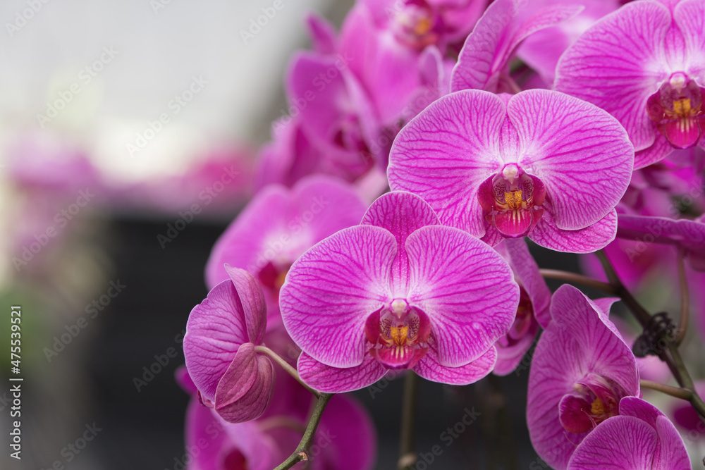 Selective focus shot of beautiful red and white striped Dendrobium, orchid phalaenopsis on the bokeh background. - obrazy, fototapety, plakaty 
