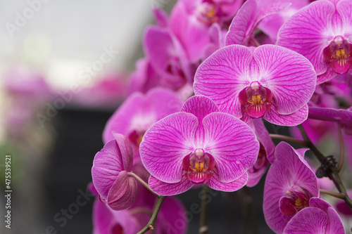 Selective focus shot of beautiful red and white striped Dendrobium, orchid phalaenopsis on the bokeh background.