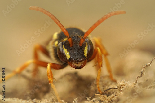 Frontal close up of a female cleptoparasite, Gooden's Nomad bee, photo