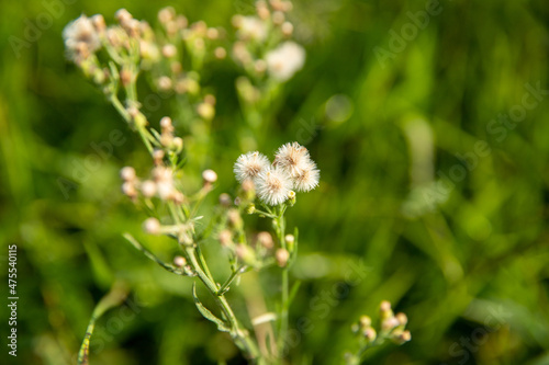 Tropical flower in the field, natural green vegetation, beautiful summer day landscape