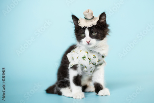 small funny  farner black and white kitten on blue background play with straw, wheat, watering can © Krystsina