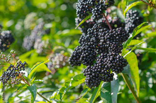 Large bunch of black elderberries. Beautiful photo for illustrations. Blurred background.