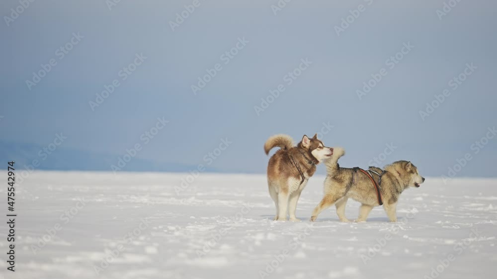 Two happy malamutes play in white winter snow, large dogs having fun together Two happy malamutes play in white winter snow, large dogs having fun together