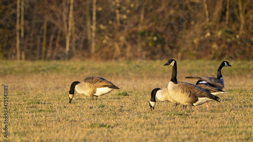 Amazing view of geese in a field at sunset in Reinheimer photo