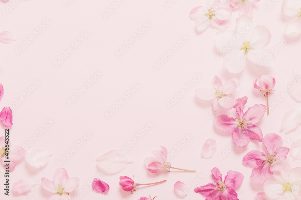 pink and white apple flowers on pink background pink and white apple flowers on pink background