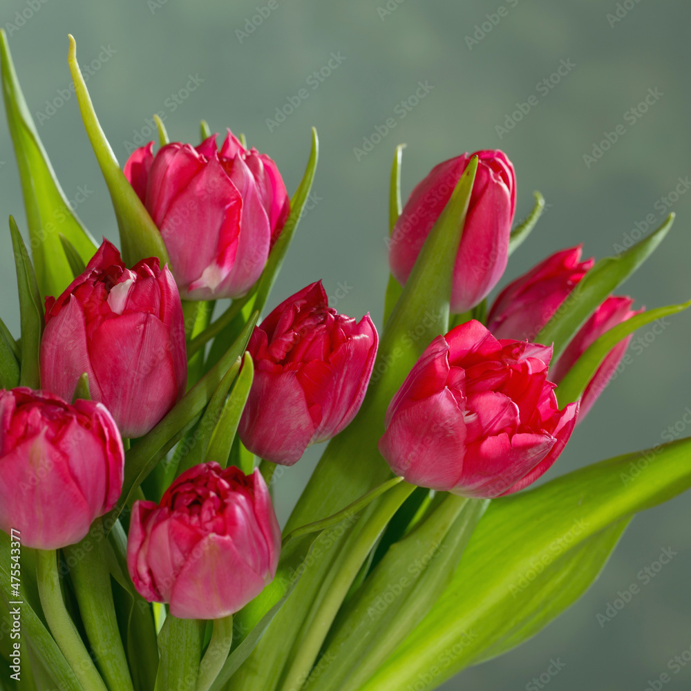 Fototapeta premium red tulips on green background