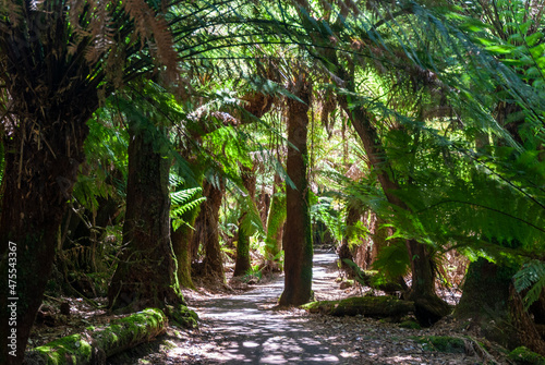 tropical forest with trees