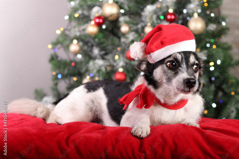 Black and white dog in a red hat of Santa Claus lies on a red pillow. Dog on the background of the Christmas tree. Happy New Year. 2023. Merry Christmas. Santa dog on a background of holiday lights. Black and white dog in a red hat of Santa Claus lies on a red pillow. Dog on the background of the Christmas tree. Happy New Year. 2023. Merry Christmas. Santa dog on a background of holiday lights.
