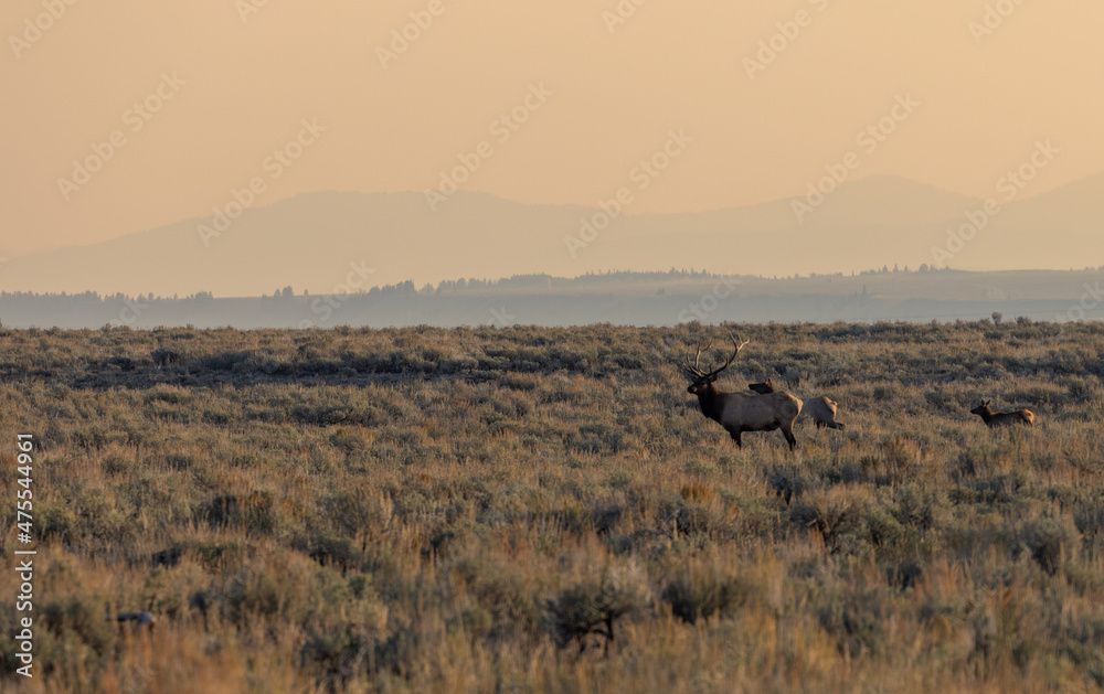 Bull and Cow Elk During the Fall Rut in Wyoming