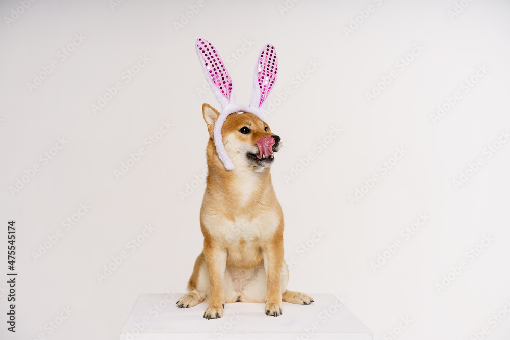 A cute dog with easter bunny ears licks its lips on a light background. Funny dog shiba breed red color